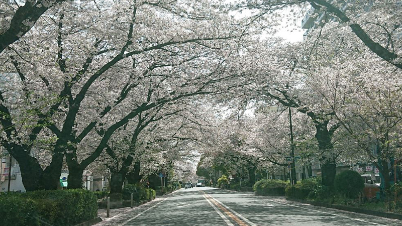 近くの桜