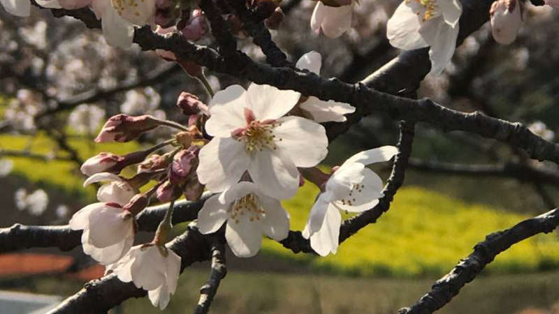 近くの桜