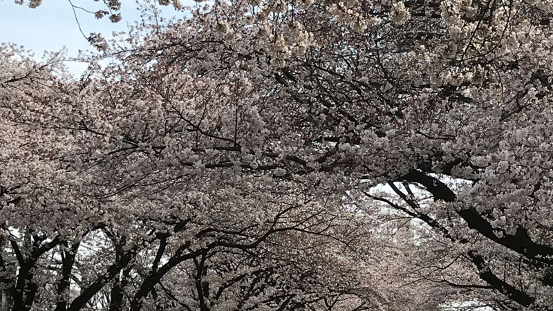 近くの桜